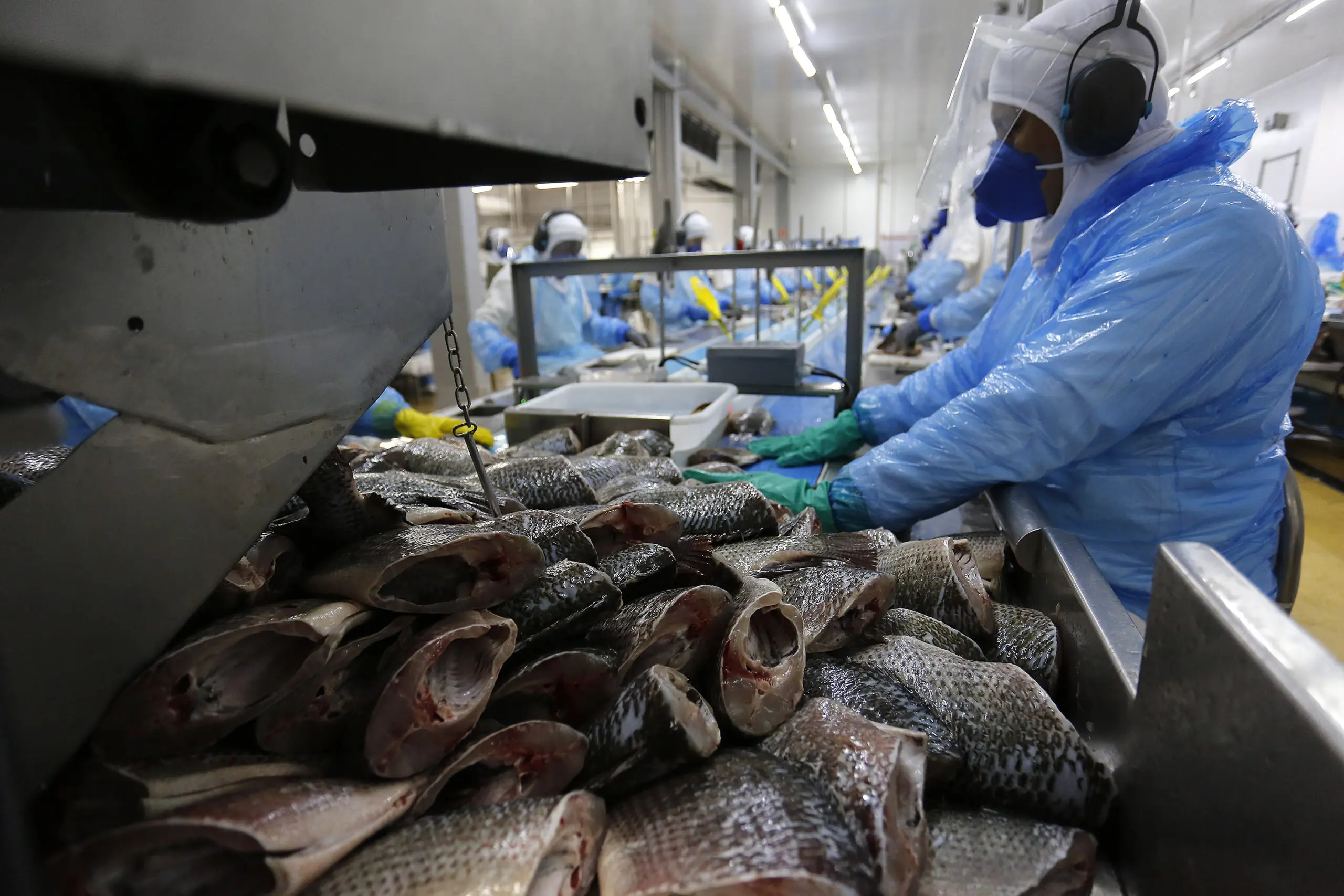 Tarifa de 50% dos EUA trava exportação de tilápia e faz produtores focarem no mercado interno 4 Tarifa de 50% dos EUA trava exportação de tilápia e faz produtores focarem no mercado interno - Imagem do artigo original