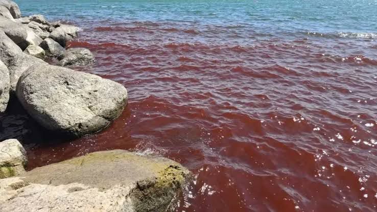 Mar da Galileia aparece com tonalidade vermelha e chama atenção mundial 4 Mar da Galileia aparece com tonalidade vermelha e chama atenção mundial - Imagem do artigo original