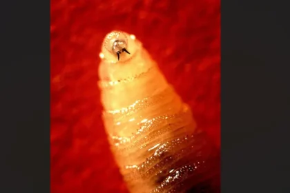 EUA registram primeiro caso humano de infestação pela “mosca-da-bicheira” 6 rss featured 19741 1756138032