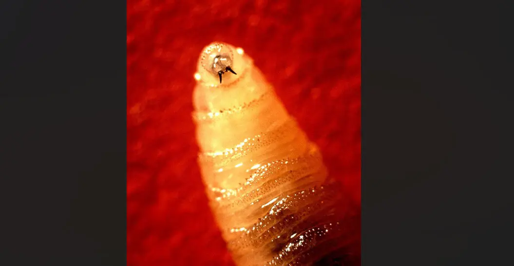 EUA registram primeiro caso humano de infestação pela “mosca-da-bicheira” 3 rss featured 19741 1756138032