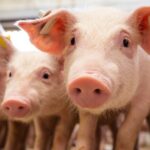 Indústria de saúde animal amplia foco no bem-estar dos suínos para elevar produtividade 6 ocrente 1757357115