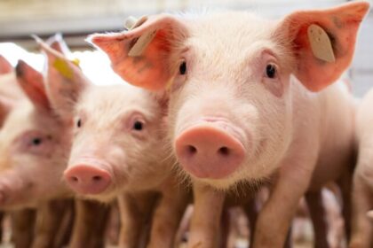 Indústria de saúde animal amplia foco no bem-estar dos suínos para elevar produtividade 21 ocrente 1757357115