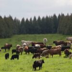 Agro investe contra Plano Clima e acusa governo de sobrecarregar setor às vésperas da COP 30 5 ocrente 1759185158