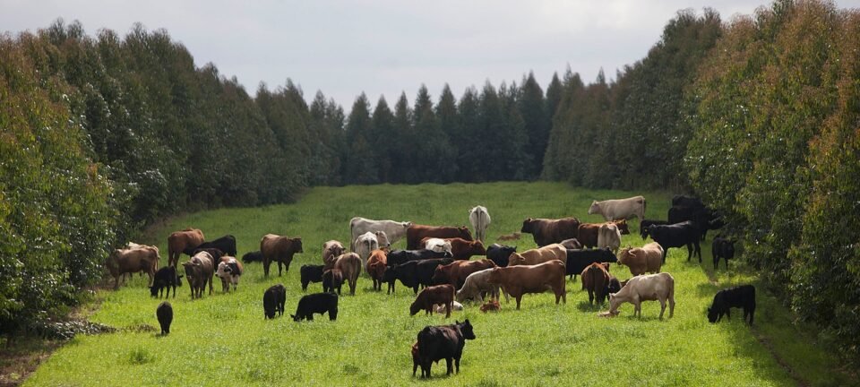 Agro investe contra Plano Clima e acusa governo de sobrecarregar setor às vésperas da COP 30 2 ocrente 1759185158