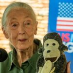 Jane Goodall morre aos 91 anos em Los Angeles; primatologista revolucionou o estudo dos chimpanzés 4 ocrente 1759362432