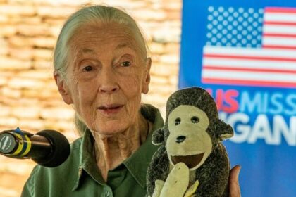 Jane Goodall morre aos 91 anos em Los Angeles; primatologista revolucionou o estudo dos chimpanzés 12 ocrente 1759362432