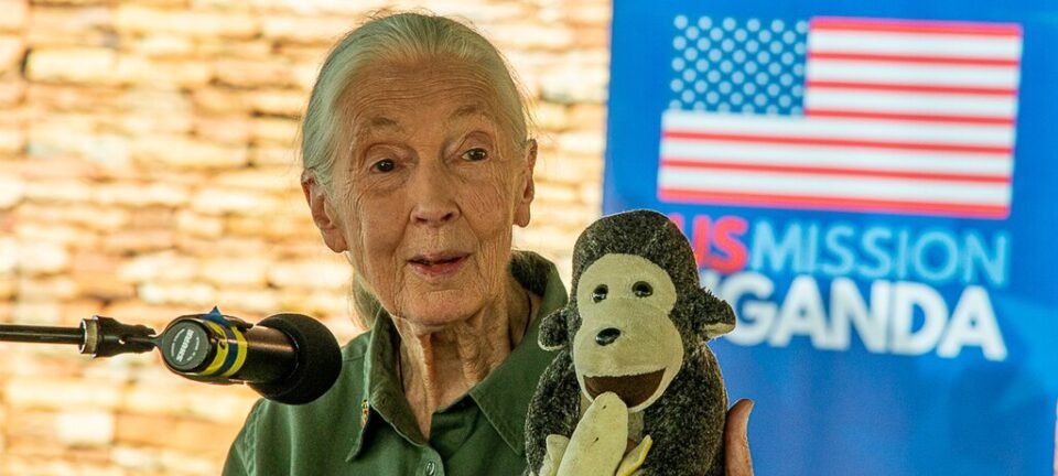 Jane Goodall morre aos 91 anos em Los Angeles; primatologista revolucionou o estudo dos chimpanzés 2 ocrente 1759362432