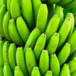 Embrapa lança bananas BRS Princesa e BRS Platina, resistentes ao fungo que assola lavouras no mundo 4 ocrente 1759888912