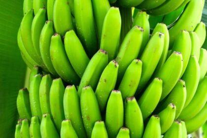 Embrapa lança bananas BRS Princesa e BRS Platina, resistentes ao fungo que assola lavouras no mundo 12 ocrente 1759888912