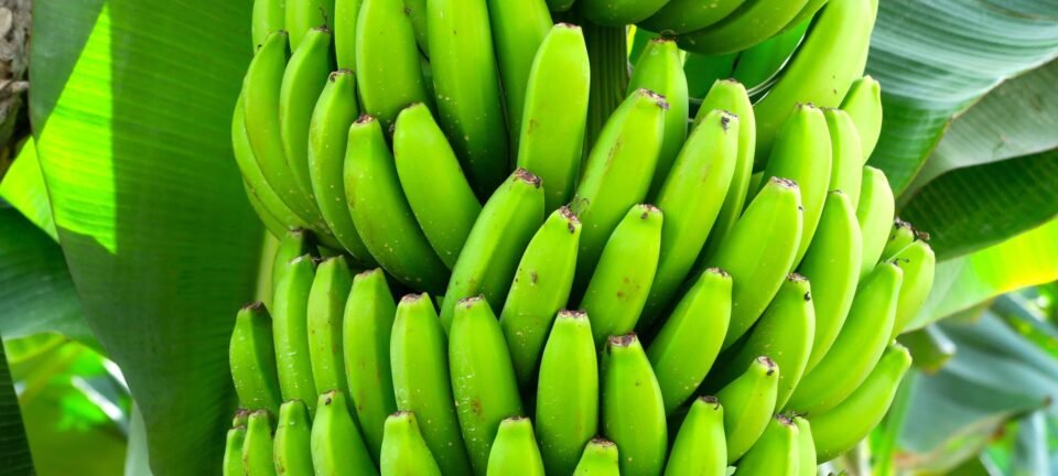Embrapa lança bananas BRS Princesa e BRS Platina, resistentes ao fungo que assola lavouras no mundo 2 ocrente 1759888912