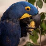 Câmara aprova nova tipificação para tráfico de animais silvestres com pena de até oito anos 5 ocrente 1762373818