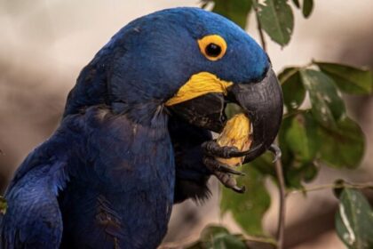 Câmara aprova nova tipificação para tráfico de animais silvestres com pena de até oito anos 18 ocrente 1762373818