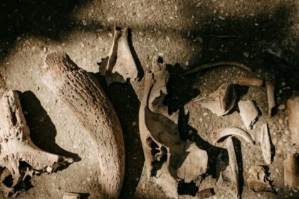 Da tumba de Tutmés II a fósseis no Quênia: as 10 descobertas arqueológicas que marcaram 2025 6 ocrente 1762635172