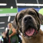 STF derruba lei fluminense que exigia transporte gratuito de animais de suporte em voos 4 ocrente 1763790656