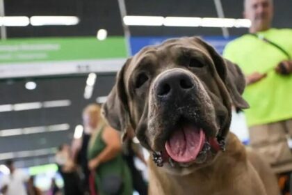 STF derruba lei fluminense que exigia transporte gratuito de animais de suporte em voos 8 ocrente 1763790656