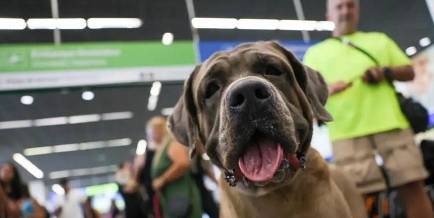 STF derruba lei fluminense que exigia transporte gratuito de animais de suporte em voos 2 ocrente 1763790656