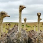 Pirâmide da Avestruz completa 20 anos: colapso que lesou 40 mil brasileiros ainda causa prejuízos 5 ocrente 1764726759