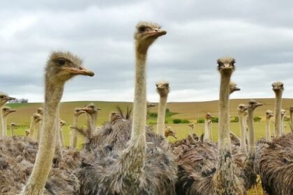 Pirâmide da Avestruz completa 20 anos: colapso que lesou 40 mil brasileiros ainda causa prejuízos 10 ocrente 1764726759