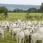 Brasil deve liderar produção mundial de carne bovina em 2025 e deixar EUA em segundo, projeta USDA 5 ocrente 1766758766