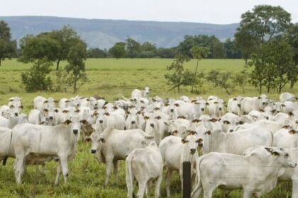 Brasil deve liderar produção mundial de carne bovina em 2025 e deixar EUA em segundo, projeta USDA 18 ocrente 1766758766