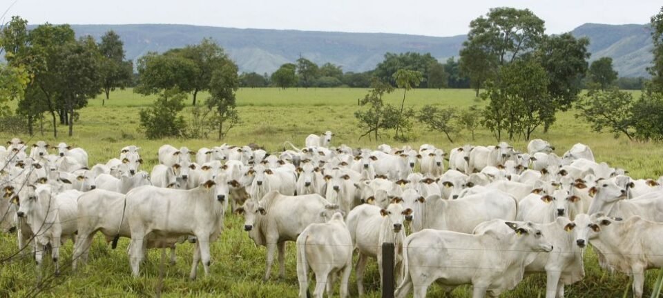 Brasil deve liderar produção mundial de carne bovina em 2025 e deixar EUA em segundo, projeta USDA 2 ocrente 1766758766