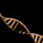 Genoma de 4.800 anos revela detalhes da vida de egípcio antigo 5 ocrente 1767014376