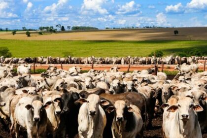 China limitará carne bovina do Brasil e cobrará tarifa extra de 55% a partir de 2026 2 ocrente 1767200709