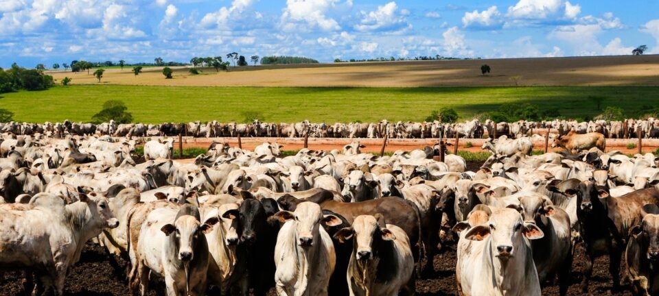 China limitará carne bovina do Brasil e cobrará tarifa extra de 55% a partir de 2026 2 ocrente 1767200709