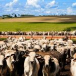 China impõe cota por país e tarifa extra de 55% para carne bovina; Brasil terá limite reduzido 5 ocrente 1767208834