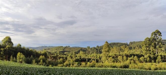 Metade das terras registradas no Brasil tem títulos sobrepostos e agrava conflitos agrários 2 ocrente 1768527258