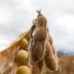 Juros altos e custos em ascensão apertam margens do agronegócio em 2026 5 ocrente 1768783844