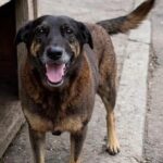 Psicologia alerta: crueldade infantil contra animais indica risco de transtornos graves 4 ocrente 1769544287