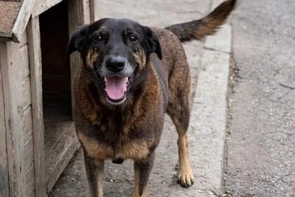 Psicologia alerta: crueldade infantil contra animais indica risco de transtornos graves 8 ocrente 1769544287