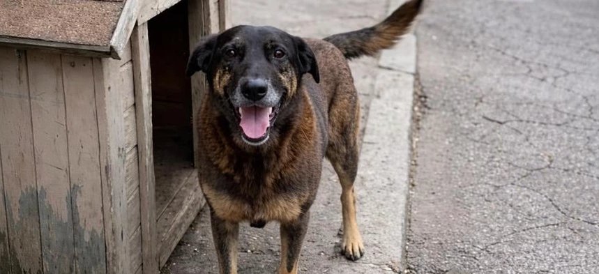 Psicologia alerta: crueldade infantil contra animais indica risco de transtornos graves 2 ocrente 1769544287