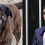 Nikolas Ferreira usa morte de cachorro em Florianópolis para pedir maioridade penal aos 16 anos 5 ocrente 1769708970