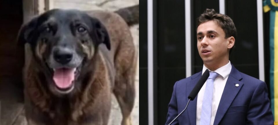 Nikolas Ferreira usa morte de cachorro em Florianópolis para pedir maioridade penal aos 16 anos 2 ocrente 1769708970