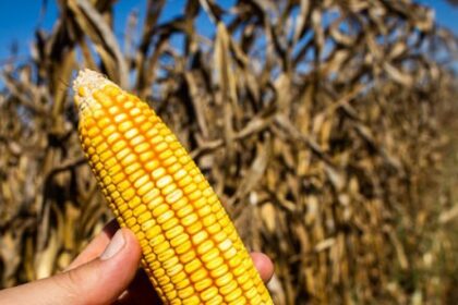 Etanol de milho avança e Brasil projeta quase 10 bilhões de litros até 2026 4 ocrente 1769997860