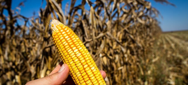 Etanol de milho avança e Brasil projeta quase 10 bilhões de litros até 2026 2 ocrente 1769997860