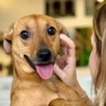 São Paulo autoriza sepultamento de cães e gatos em jazigos familiares 4 ocrente 1770766481