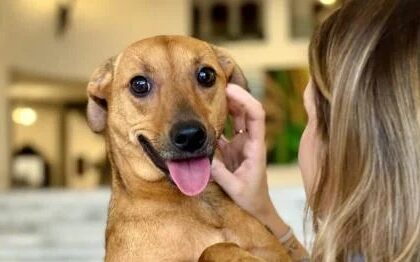 São Paulo autoriza sepultamento de cães e gatos em jazigos familiares 16 ocrente 1770766481