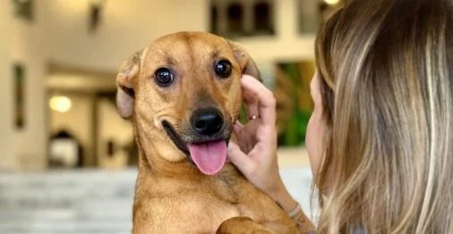 São Paulo autoriza sepultamento de cães e gatos em jazigos familiares 2 ocrente 1770766481