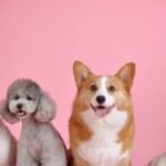 Nova lei define como será a guarda de pets após divórcio 4 ocrente 1776539996