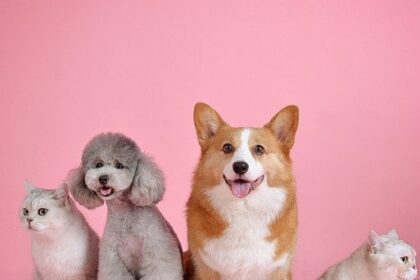 Nova lei define como será a guarda de pets após divórcio 2 ocrente 1776539996