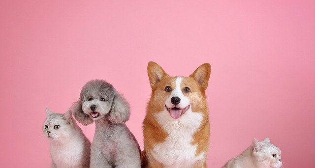 Nova lei define como será a guarda de pets após divórcio 2 ocrente 1776539996