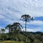 Governo de SP oferece até R$ 36 mil a produtores que preservarem araucárias 4 ocrente 1776987290