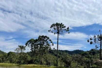 Governo de SP oferece até R$ 36 mil a produtores que preservarem araucárias 20 ocrente 1776987290