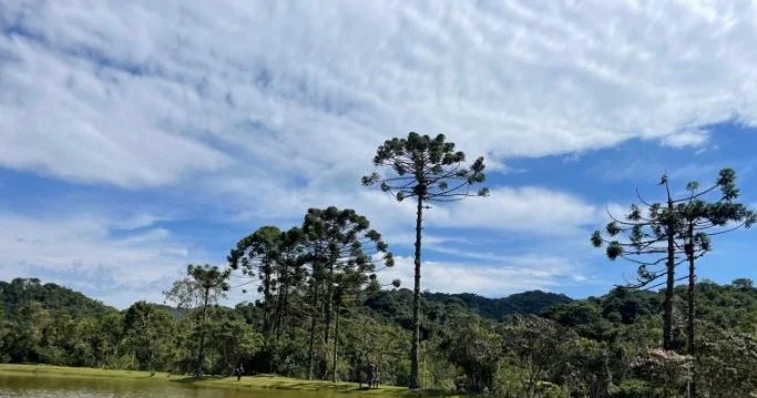 Governo de SP oferece até R$ 36 mil a produtores que preservarem araucárias 2 ocrente 1776987290