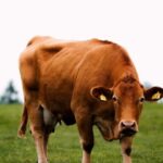 Vaca austríaca usa cabo de vassoura como ferramenta e intriga cientistas 4 ocrente 1777656875