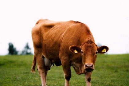 Vaca austríaca usa cabo de vassoura como ferramenta e intriga cientistas 12 ocrente 1777656875