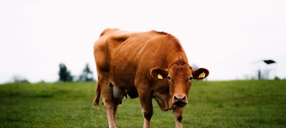 Vaca austríaca usa cabo de vassoura como ferramenta e intriga cientistas 2 ocrente 1777656875